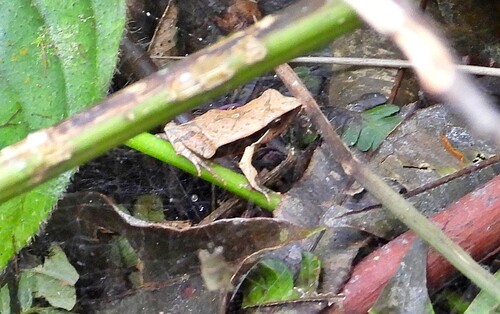 Physalaemus lateristriga