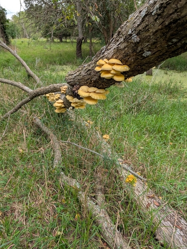 Golden Oyster Mushroom