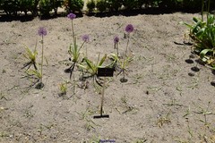 Allium aflatunense