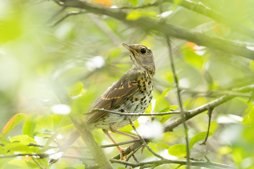 Song Thrush