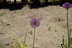 Allium aflatunense
