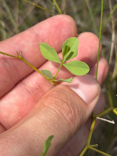 Baptisia lecontei