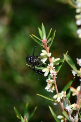 Laeviscolia frontalis