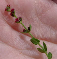 Gonocarpus serpyllifolius