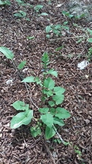 Lapsana communis intermedia