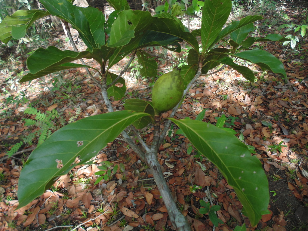 Duroia fusifera
