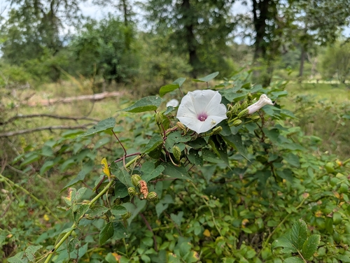 wild potato vine