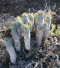 Euphorbia nesemannii