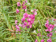 Angelonia biflora