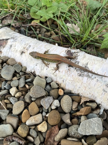 Sand Lizard