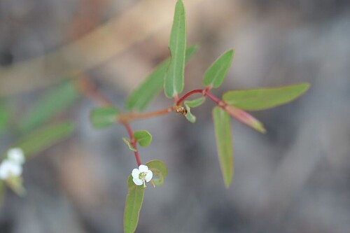 Euphorbia bifida observed 2026-08-21