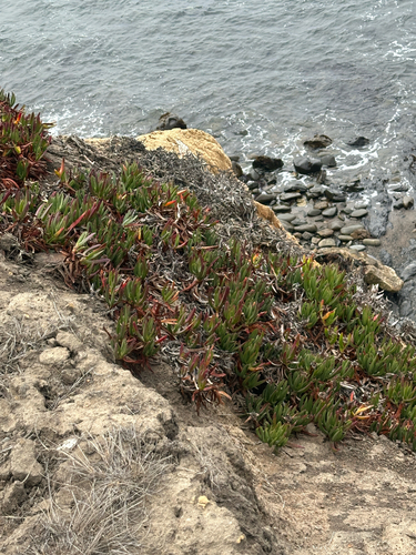 iNaturalist observation photo of sea figs