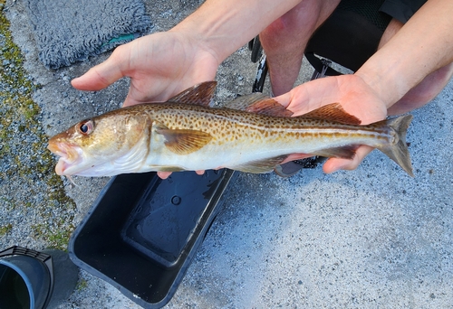 Atlantic Cod