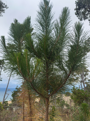 iNaturalist observation photo of Monterey pine