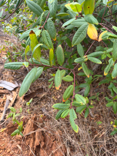 iNaturalist observation photo of coffeeberry