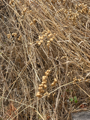 iNaturalist observation photo of Greater Quaking Grass