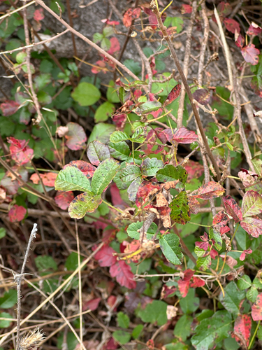 iNaturalist observation photo of Pacific poison oak