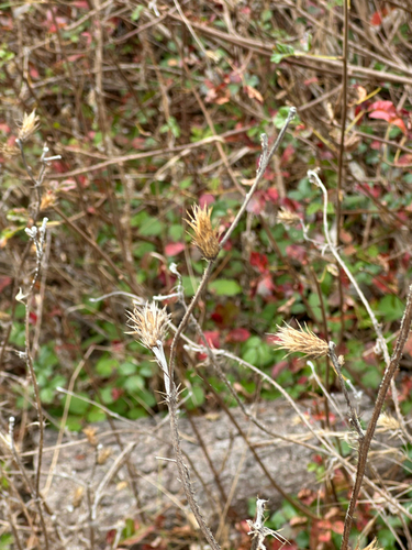 iNaturalist observation photo of Italian thistle
