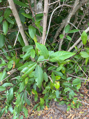iNaturalist observation photo of coffeeberry