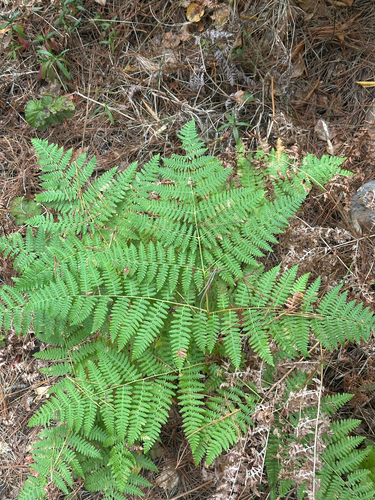 iNaturalist observation photo of Hairy brackenfern