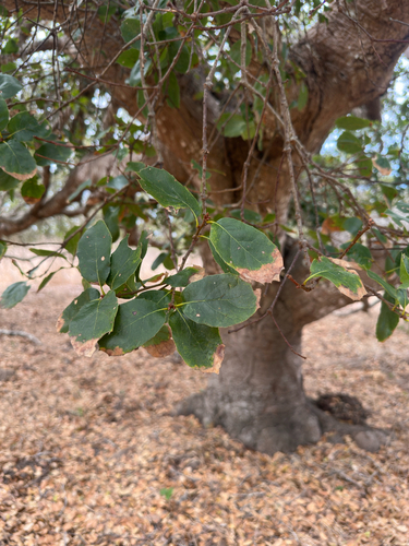 iNaturalist observation photo of coast live oak