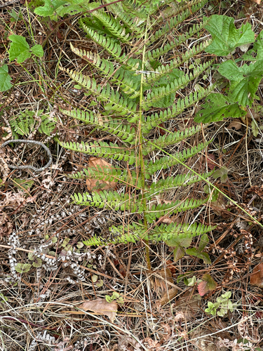 iNaturalist observation photo of coastal woodfern