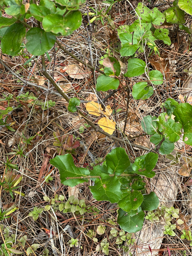 iNaturalist observation photo of coast live oak