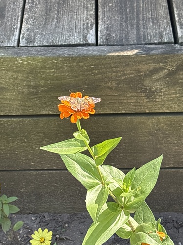 Painted Lady