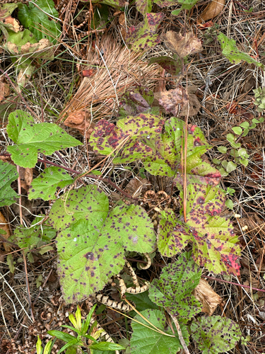 iNaturalist observation photo of Plants