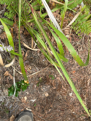 iNaturalist observation photo of monocots