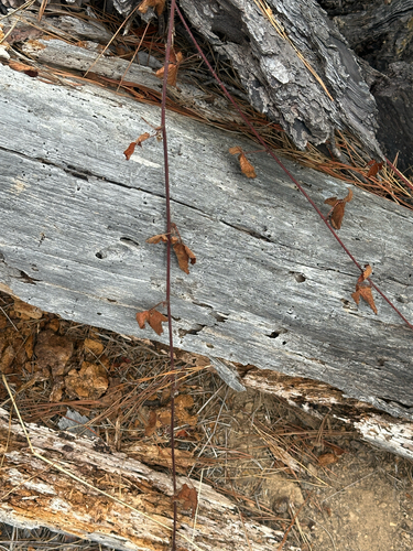 iNaturalist observation photo of Dicots
