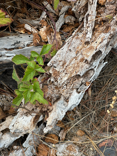 iNaturalist observation photo of trailing blackberry