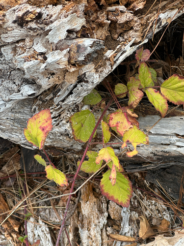 iNaturalist observation photo of brambles