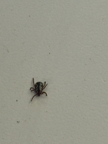 iNaturalist observation photo of Western Dog Tick