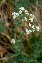 Galium glaucum