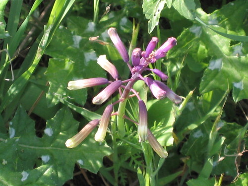 Bellevalia trifoliata, photograph 1