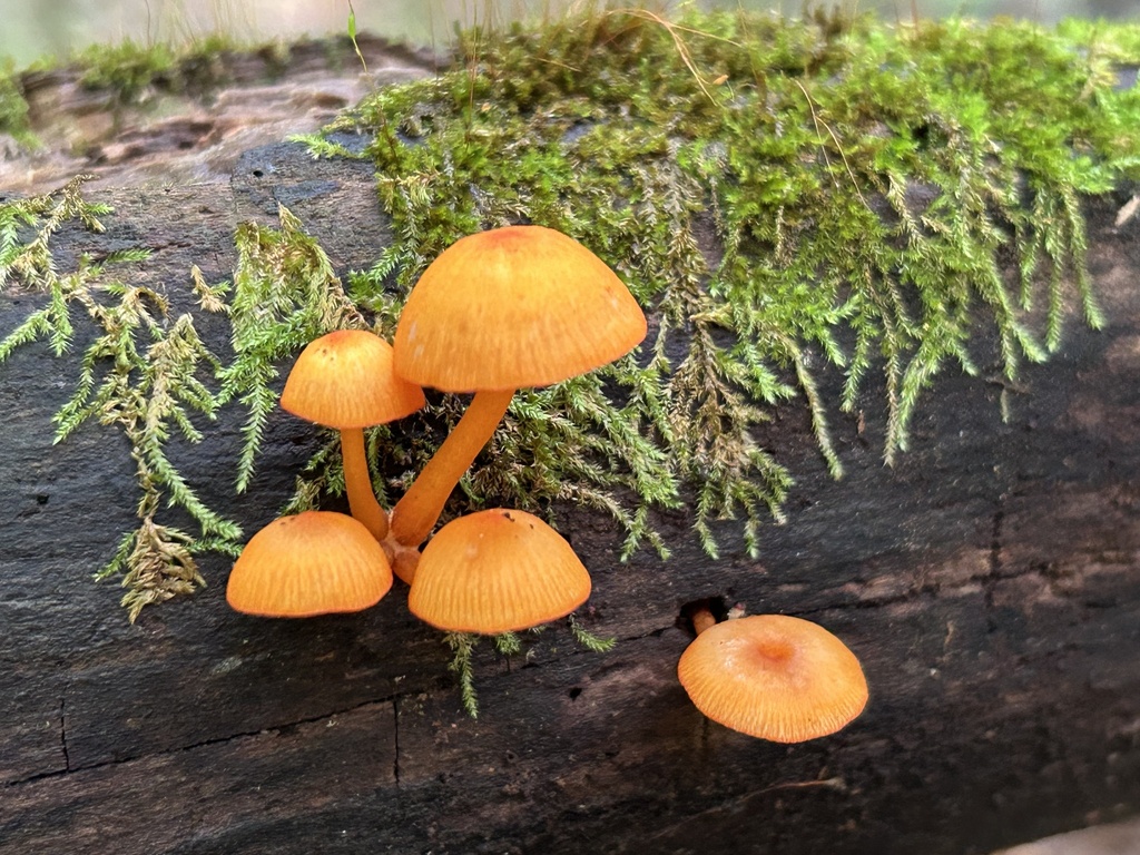 orange mycena · August 2026 · photo: Photo: no rights reserved · iNaturalist