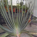 Fan Aloe - Photo (c) 106611639464075912591, some rights reserved (CC BY-NC-SA), uploaded by 106611639464075912591
