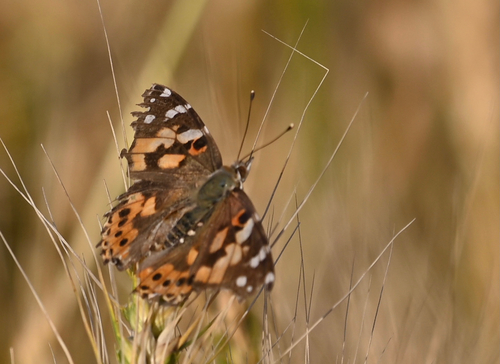 Painted Lady