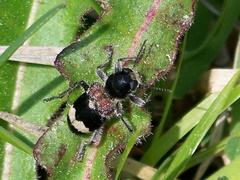 Clerus mutillarius
