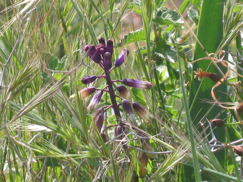 Bellevalia trifoliata, photograph 2