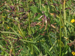 Bellevalia trifoliata