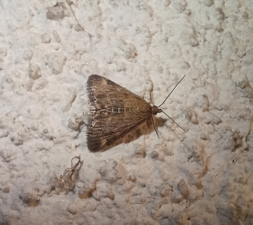 Straw-barred Pearl