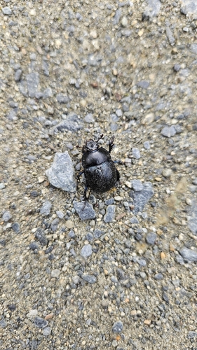 Woodland Dor Beetle