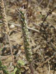 Plantago macrorhiza