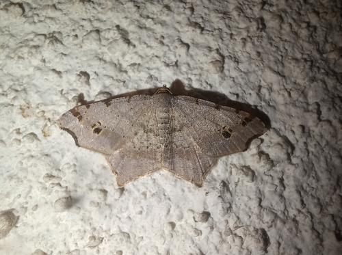 Sharp-angled Peacock Moth