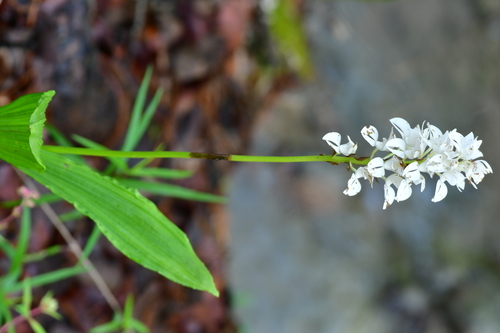 Liliaceae observed 2026-08-19
