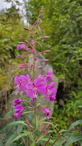 fireweed