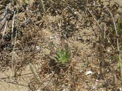 Plantago macrorhiza