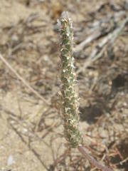 Plantago macrorhiza